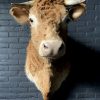 Taxidermy head of a Blonde Limousin cow