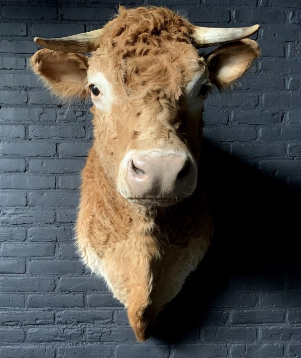 Taxidermy head of a Blonde Limousin cow