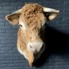 Opgezette kop van een Blonde Limousin koe