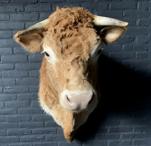 Taxidermy head of a Blonde Limousin cow