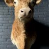 Taxidermy head of a Blonde Limousin cow