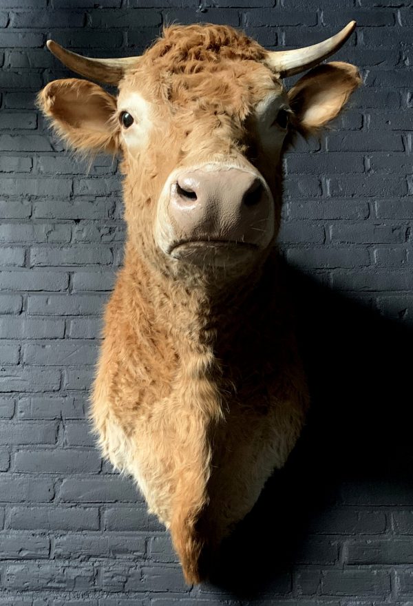 Taxidermy head of a Blonde Limousin cow