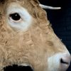 Taxidermy head of a Blonde Limousin cow