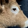 Taxidermy head of a Blonde Limousin cow