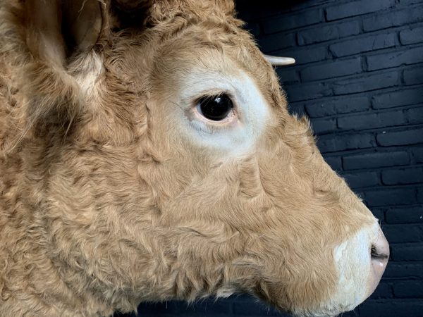 Opgezette kop van een Blonde Limousin koe