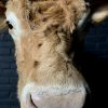 Ausgestopfter Kopf eines blonden Limousin-Kuh