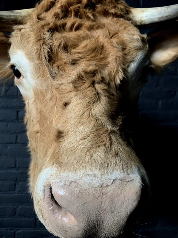 Ausgestopfter Kopf eines blonden Limousin-Kuh