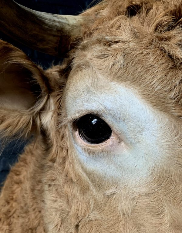 Ausgestopfter Kopf eines blonden Limousin-Kuh