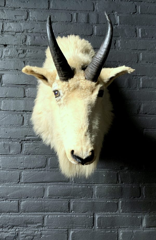 Vintage stuffed head of a snow goat