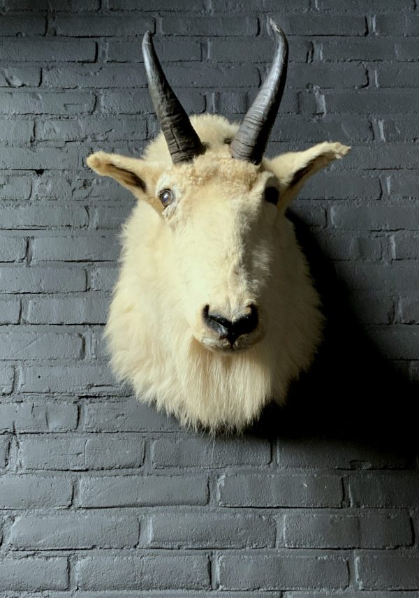 Vintage stuffed head of a snow goat