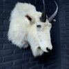 Vintage stuffed head of a snow goat