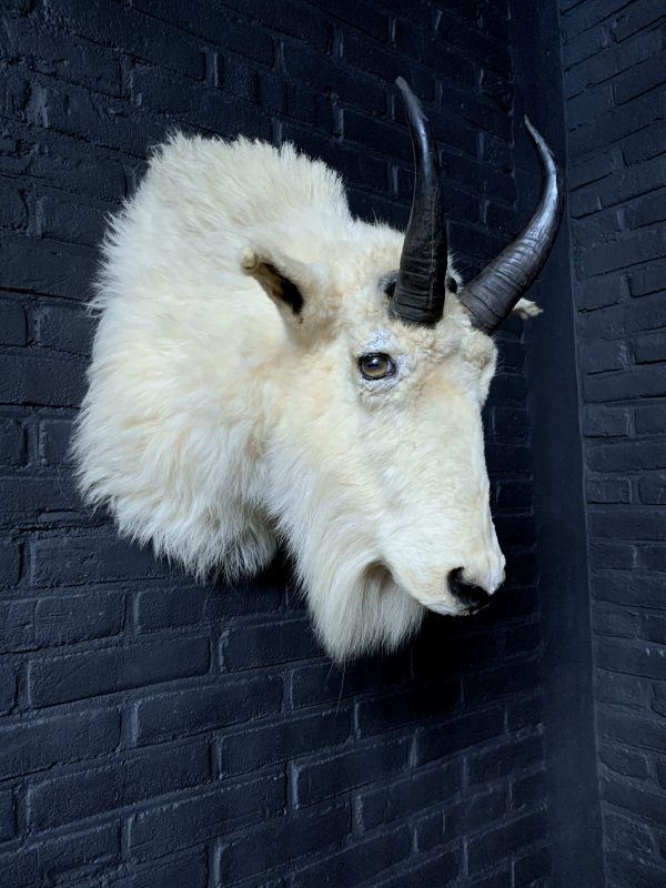 Vintage stuffed head of a snow goat