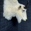 Vintage stuffed head of a snow goat