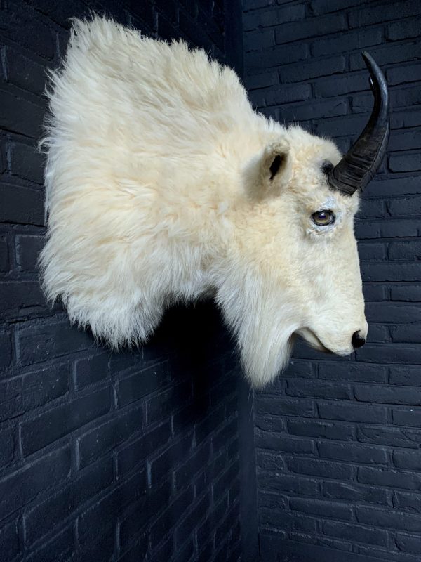 Vintage stuffed head of a snow goat