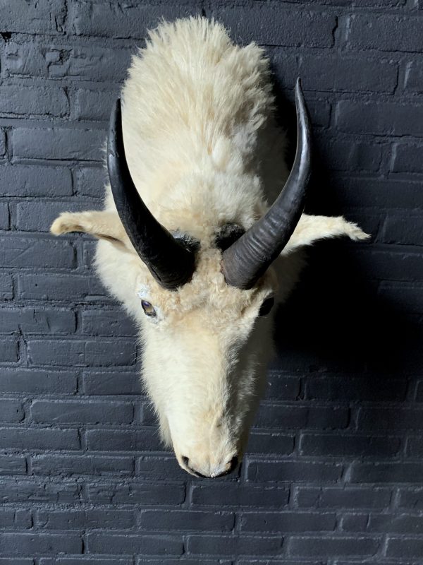 Vintage stuffed head of a snow goat