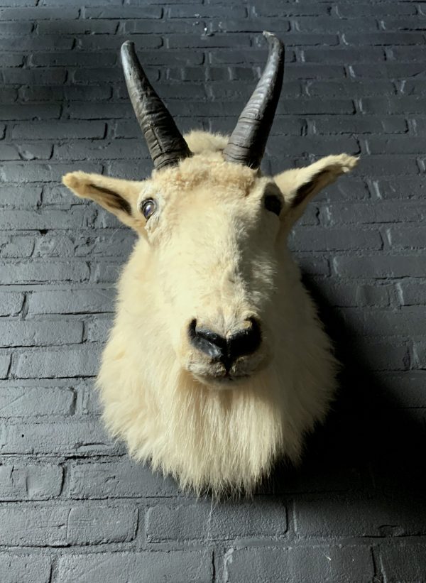 Vintage stuffed head of a snow goat