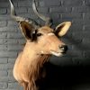 Stuffed head of a hare with antlers