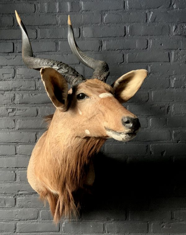 Vintage hunting trophy of a Nyala