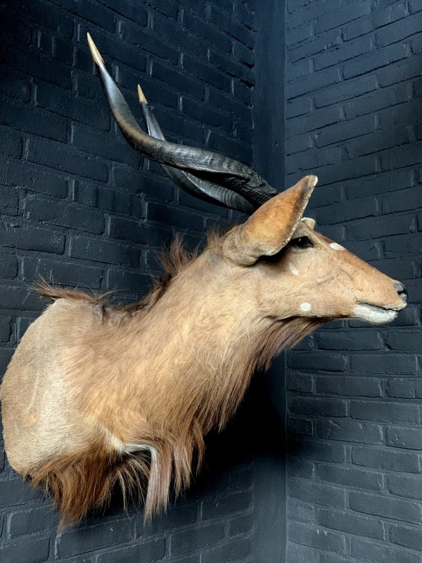 Vintage hunting trophy of a Nyala