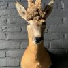 Vintage stuffed head of a wig roebock