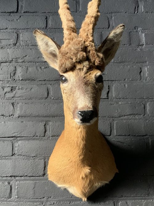 Vintage stuffed head of a wig roebock