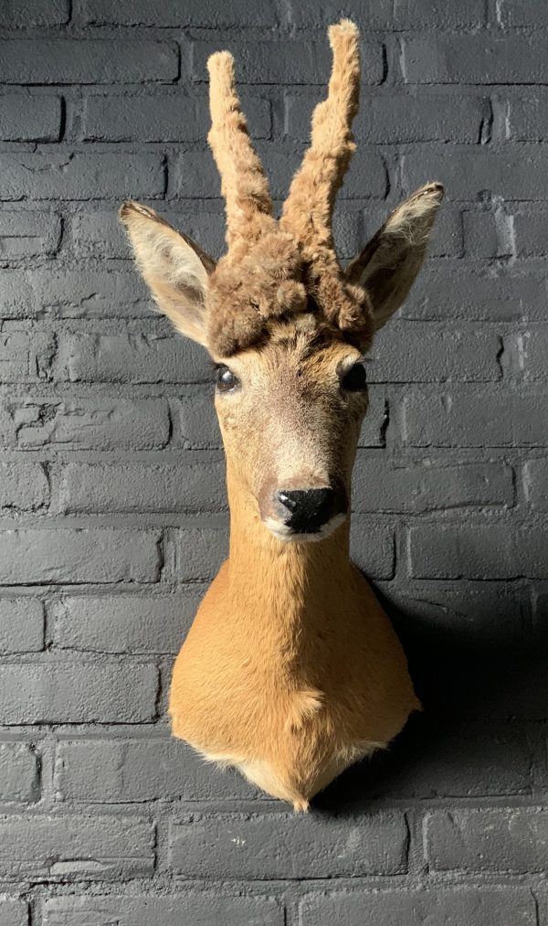 Vintage stuffed head of a wig roebock