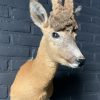 Vintage stuffed head of a wig roebock