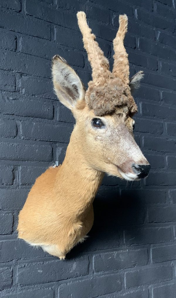 Vintage ausgestopfter Kopf eines Perücke bock