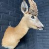 Vintage stuffed head of a wig roebock