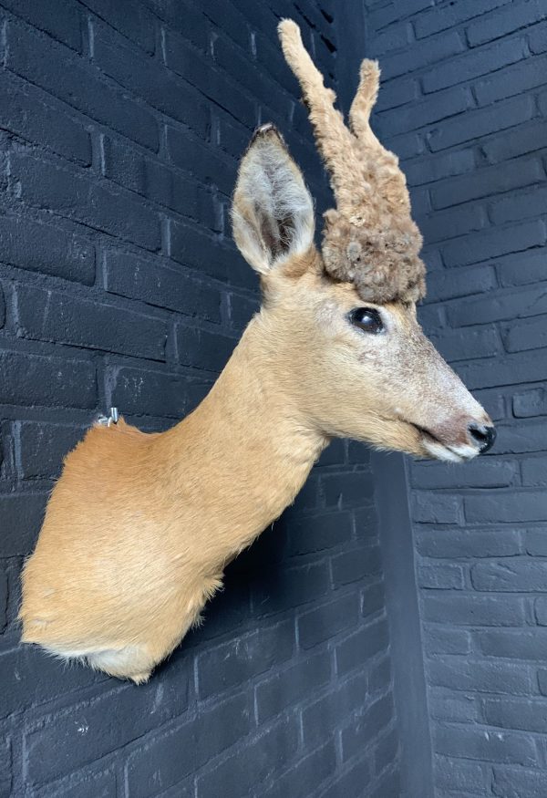 Vintage stuffed head of a wig roebock