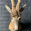 Vintage stuffed head of a wig roebock