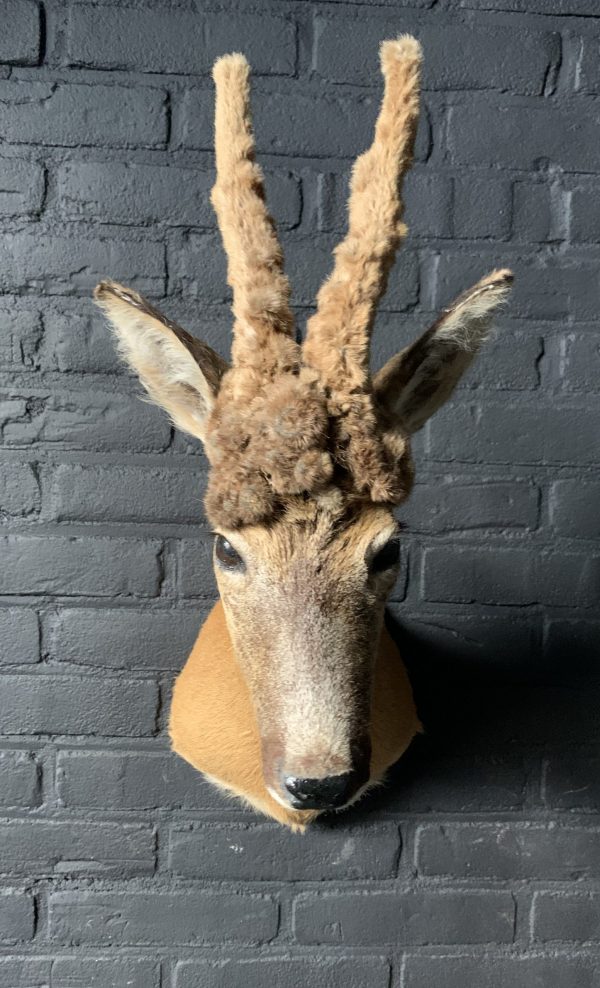 Vintage stuffed head of a wig roebock