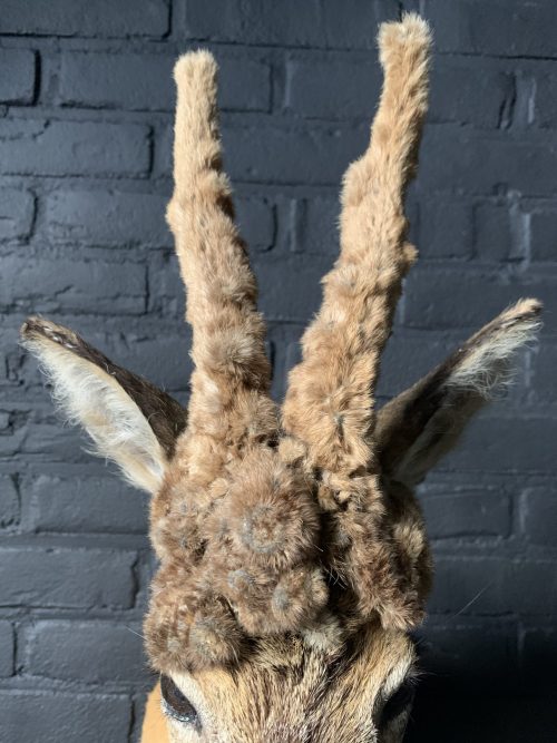 Vintage stuffed head of a wig roebock