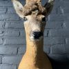 Vintage stuffed head of a wig roebock