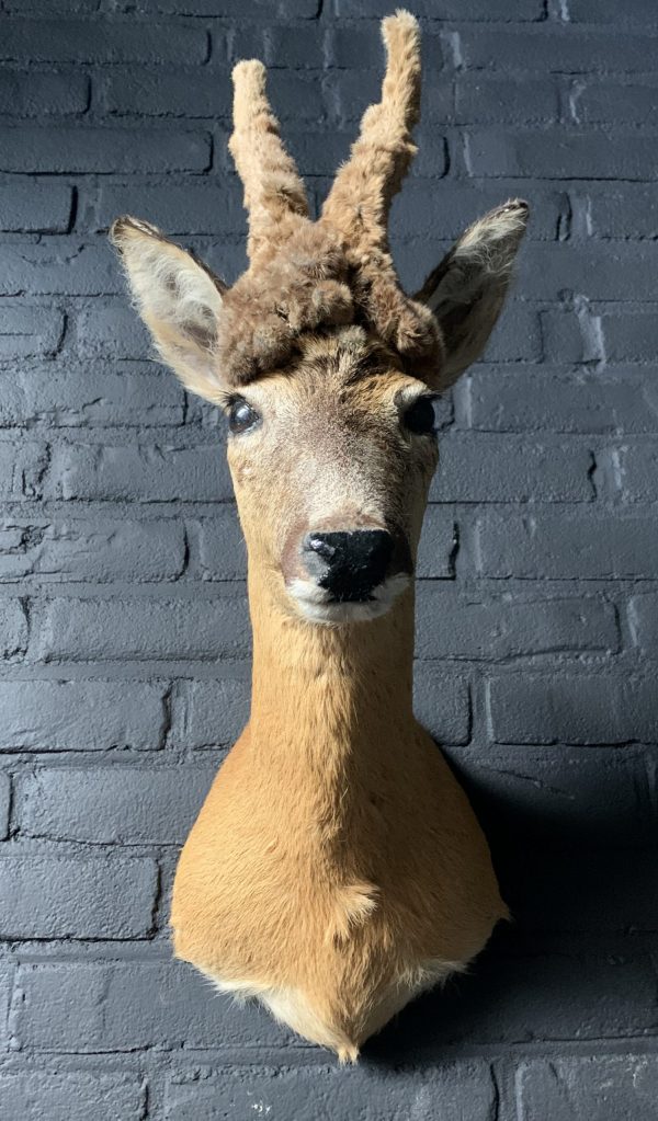 Vintage stuffed head of a wig roebock