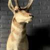 Stuffed head of a pronghorn