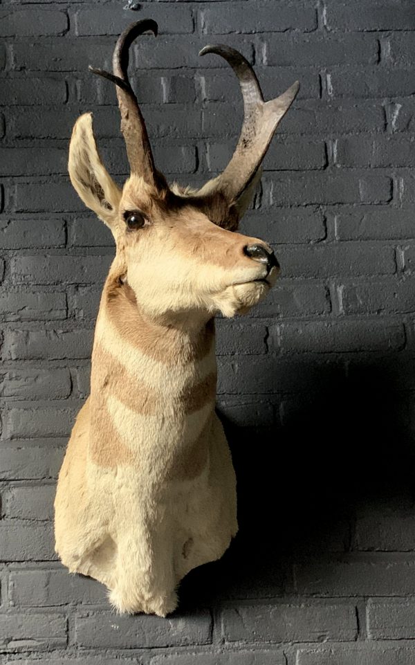 Stuffed head of a pronghorn