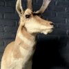 Stuffed head of a pronghorn