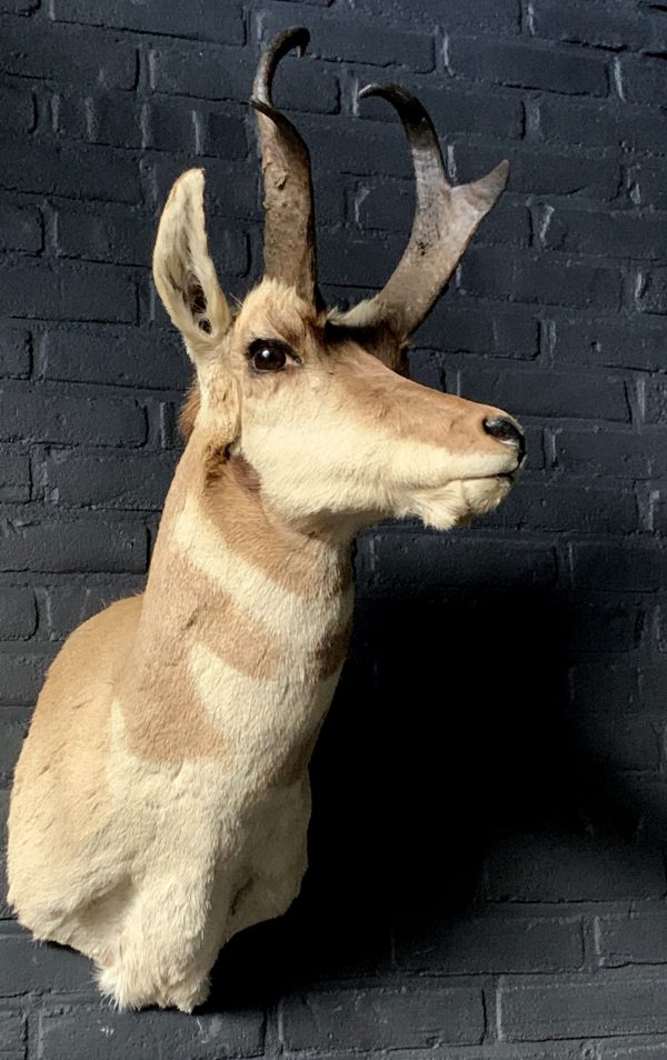 Stuffed head of a pronghorn