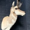 Stuffed head of a pronghorn