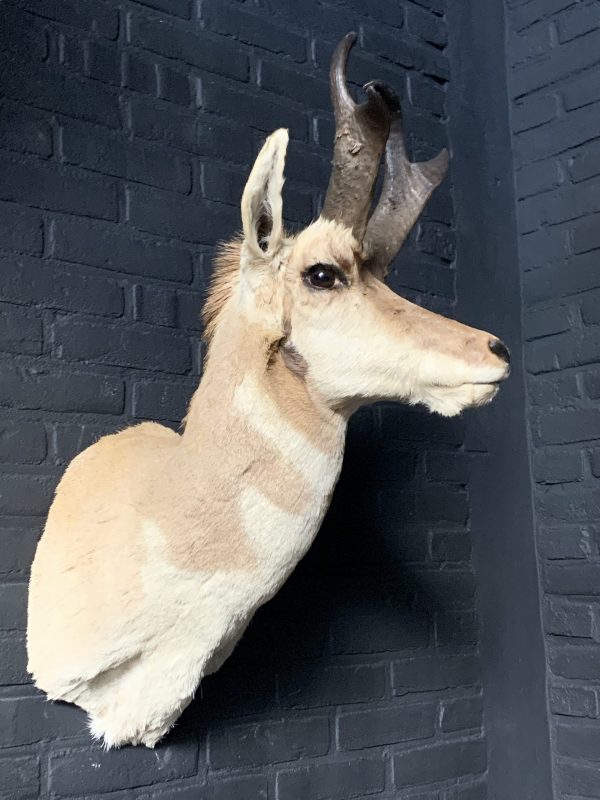 Stuffed head of a pronghorn