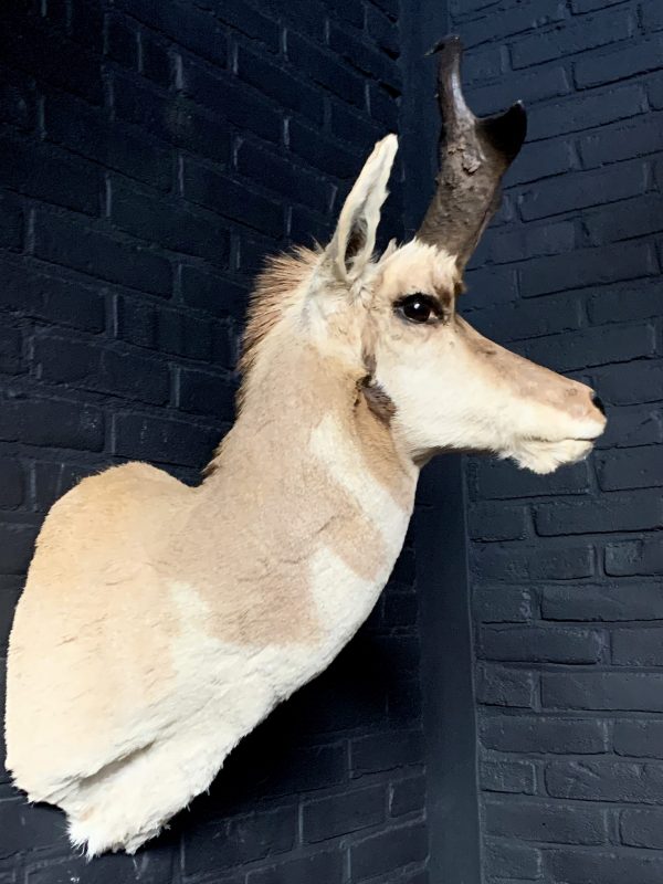 Stuffed head of a pronghorn