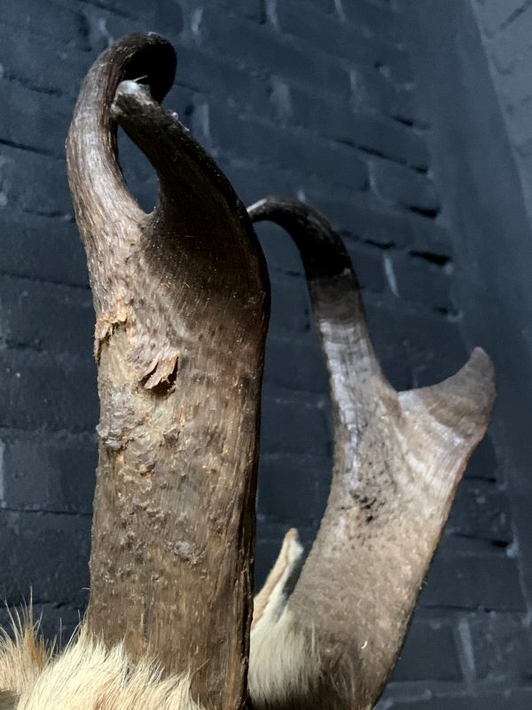 Stuffed head of a pronghorn