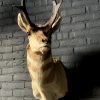 Stuffed head of a pronghorn