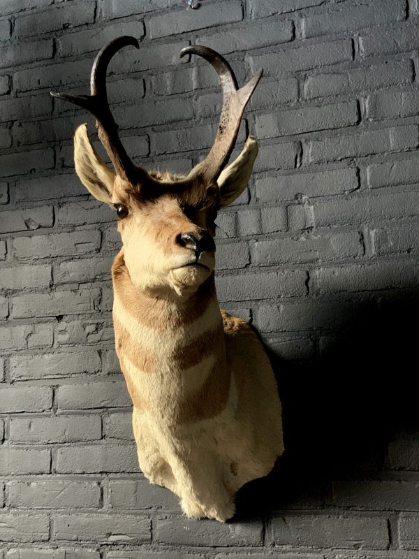 Stuffed head of a pronghorn