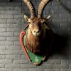 Vintage stuffed head of a Spanish ibex