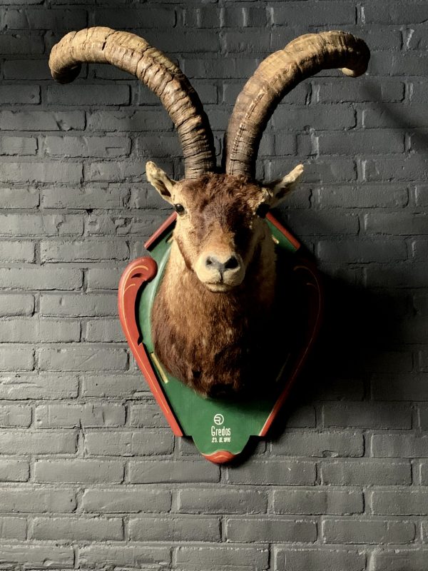 Vintage stuffed head of a Spanish ibex