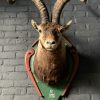 Vintage taxidermy Kopf eines spanischen Steinbock