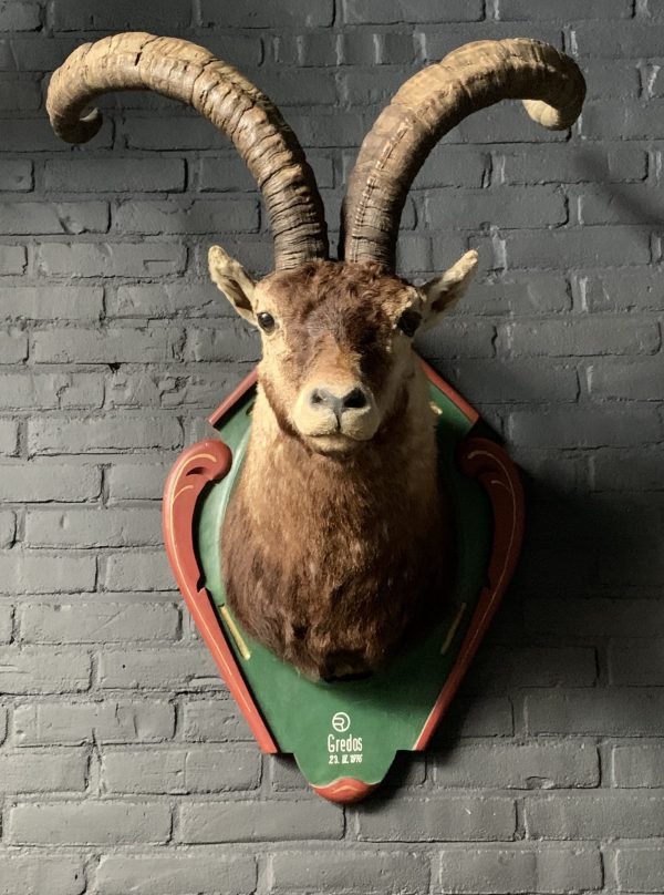 Vintage stuffed head of a Spanish ibex