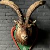 Vintage stuffed head of a Spanish ibex